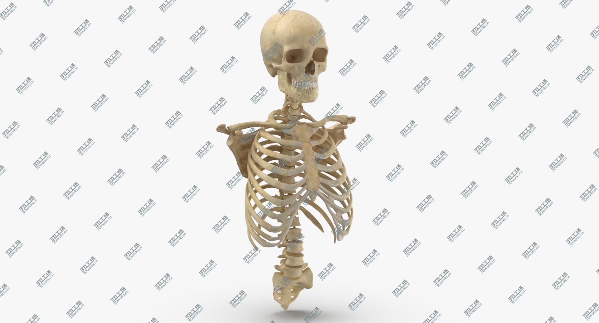 images/goods_img/202104021/3D Real Human Rib Cage Spine Male Skull Calvicle and Scapula Bones Anatomy With Intervertibral Disks 01(1)/3.jpg